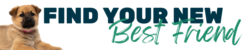 find your new best friend