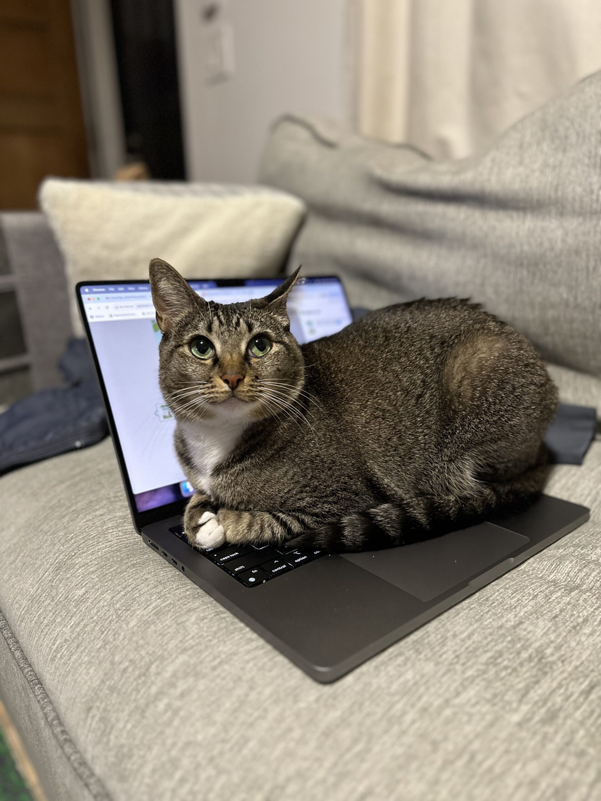 A brown tabby cat sits on the keyboard of an open laptop on a grey couch